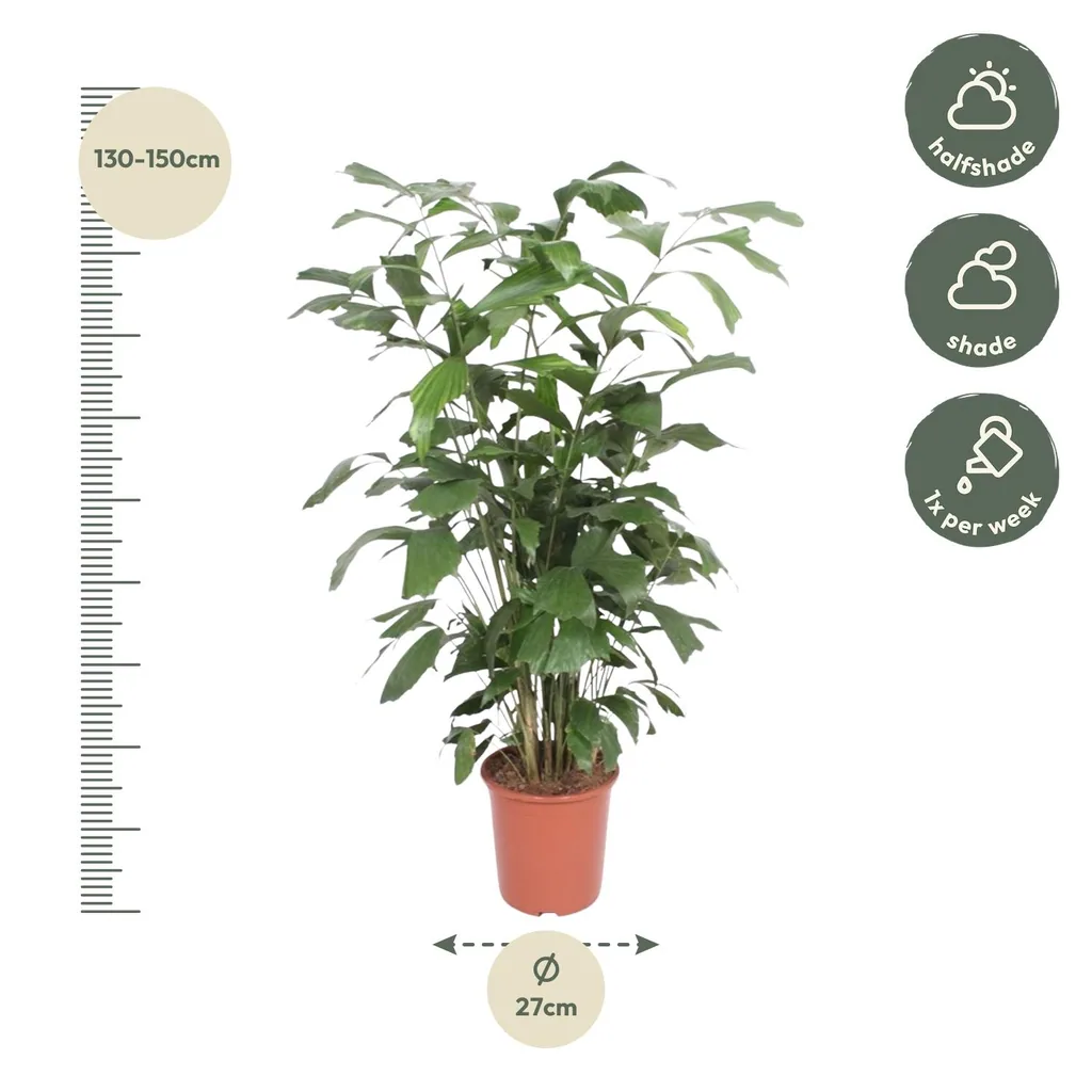 Fischschwanzpalme (Caryota mitis) – pflegeleichte Zimmerpflanze, Höhe ca. 140 cm