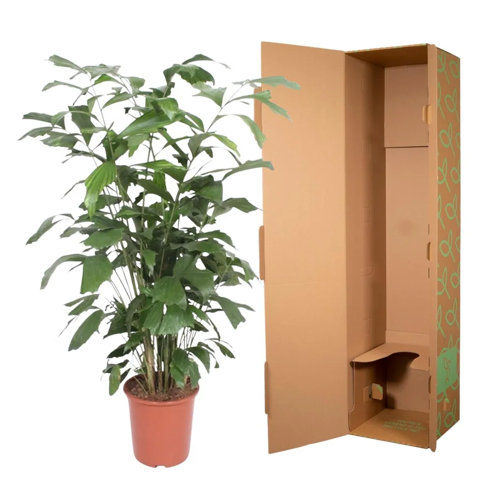 Fischschwanzpalme (Caryota mitis) – pflegeleichte Zimmerpflanze, Höhe ca. 140 cm