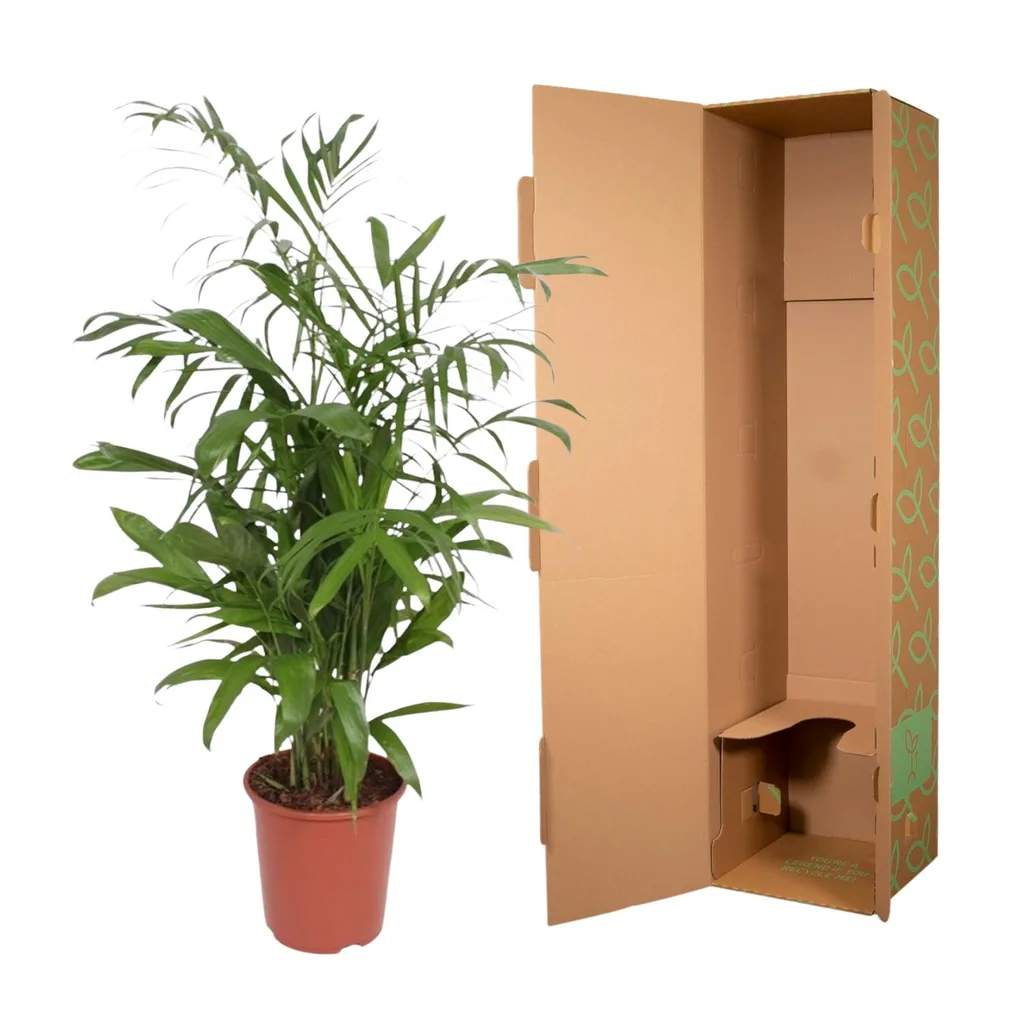 Bambuspalme (Chamaedorea seifrizii) – pflegeleichte Zimmerpflanze, Höhe ca. 140 cm