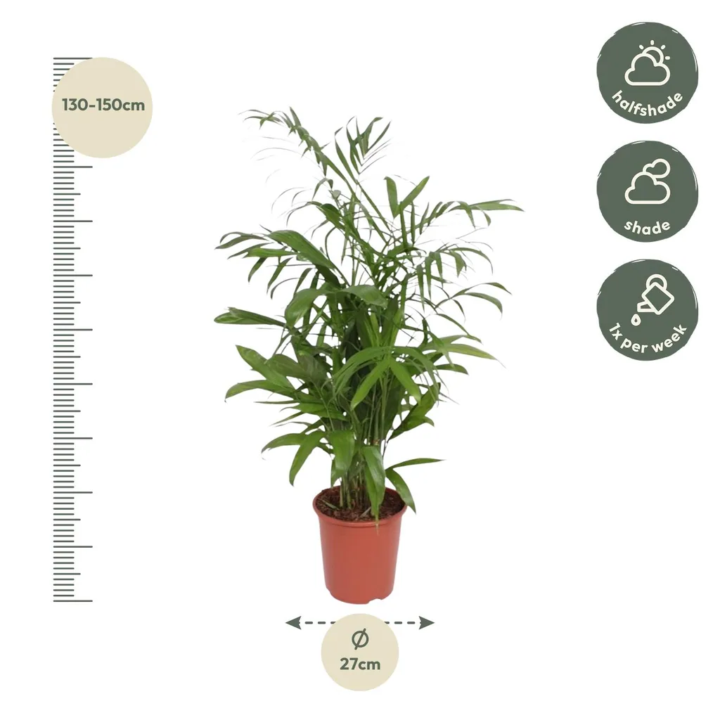 Bambuspalme (Chamaedorea seifrizii) – pflegeleichte Zimmerpflanze, Höhe ca. 140 cm