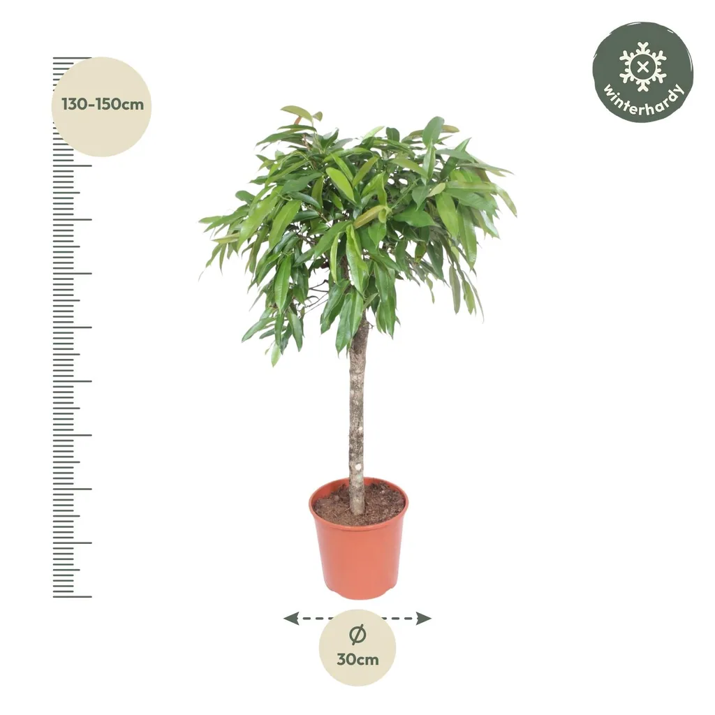 Amstel King (Ficus amstel) – pflegeleichte Zimmerpflanze, Höhe ca. 130 cm