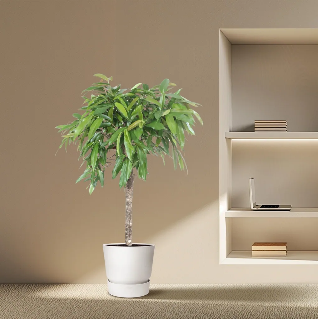 Amstel King (Ficus amstel) – pflegeleichte Zimmerpflanze, Höhe ca. 130 cm