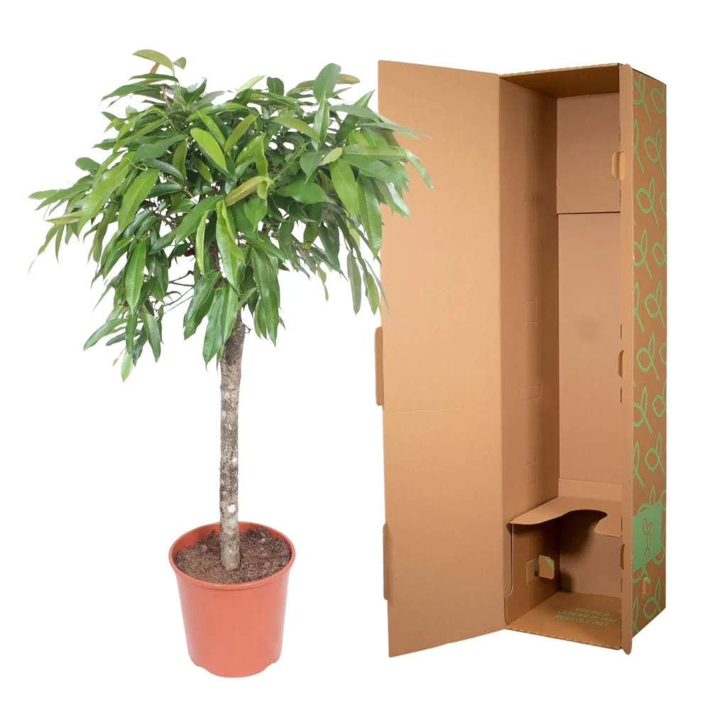 Amstel King (Ficus amstel) – pflegeleichte Zimmerpflanze, Höhe ca. 130 cm