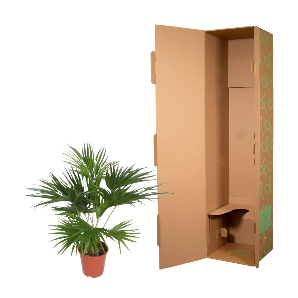 Chinesische Schirmpalme (Livistona chinensis) – pflegeleichte Zimmerpflanze, Höhe ca. 150 cm
