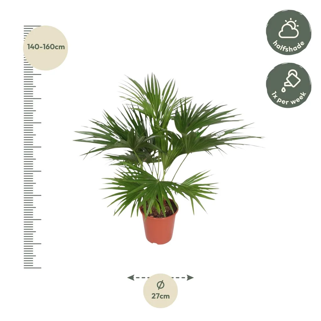Chinesische Schirmpalme (Livistona chinensis) – pflegeleichte Zimmerpflanze, Höhe ca. 150 cm