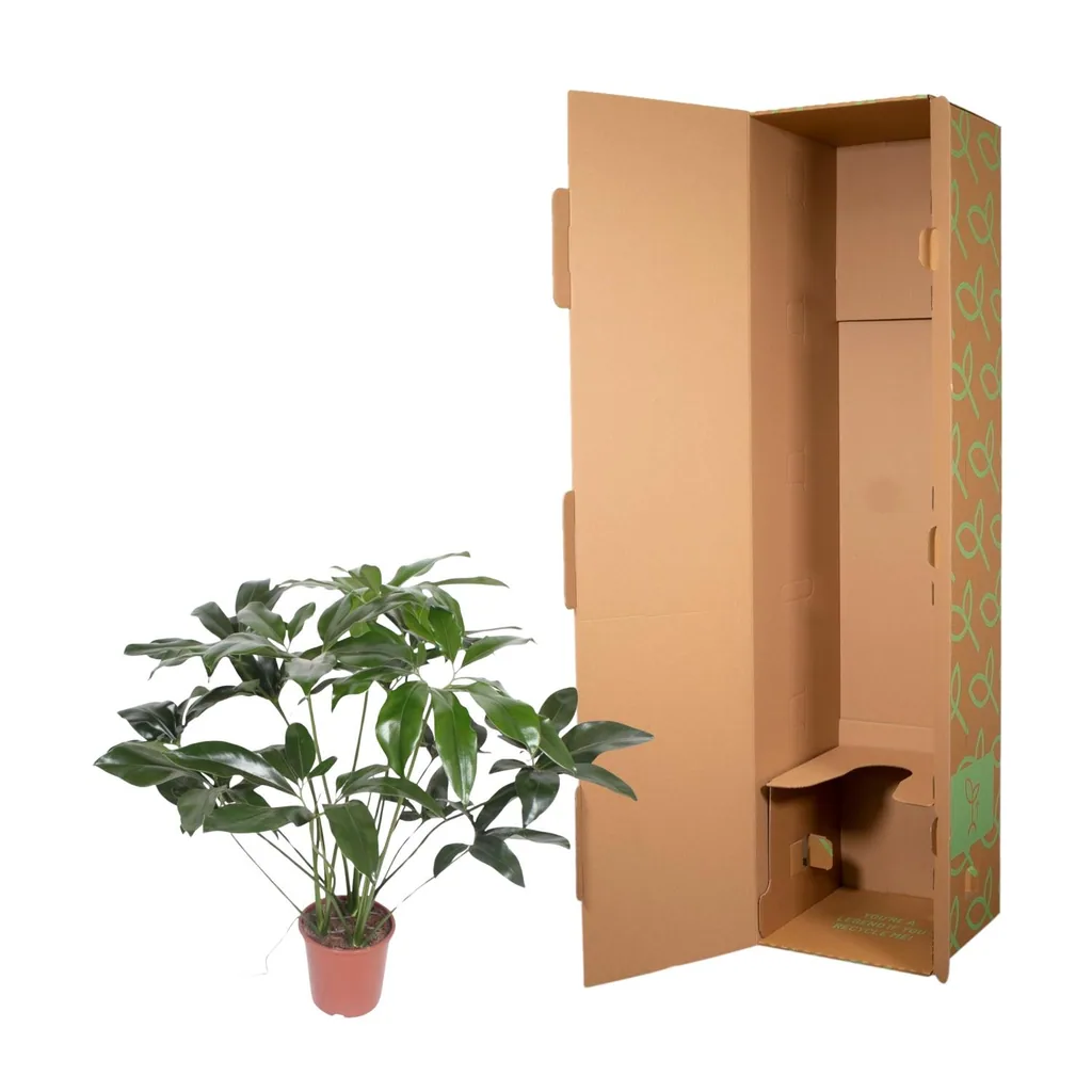 Baumfreund 'Green Wonder' (Philodendron) – pflegeleichte Zimmerpflanze, Topf-Ø 24 cm, Höhe ca. 100 cm