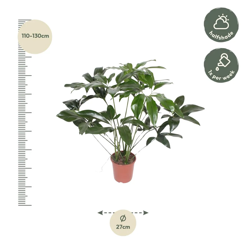 Baumfreund 'Green Wonder' (Philodendron) – pflegeleichte Zimmerpflanze, Topf-Ø 24 cm, Höhe ca. 100 cm