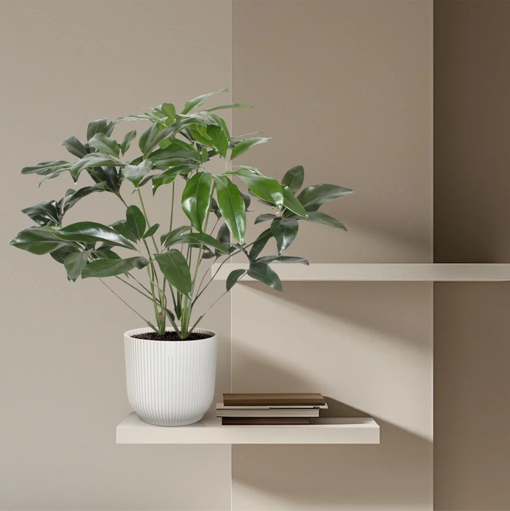 Baumfreund 'Green Wonder' (Philodendron) – pflegeleichte Zimmerpflanze, Topf-Ø 24 cm, Höhe ca. 100 cm
