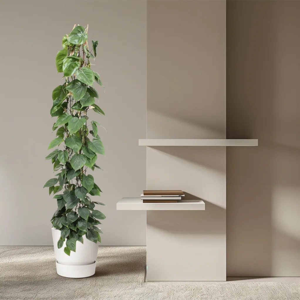 Kletter-Philodendron (Philodendron scandens) – pflegeleichte Zimmerpflanze, Topf-Ø 27 cm, Höhe ca. 160 cm