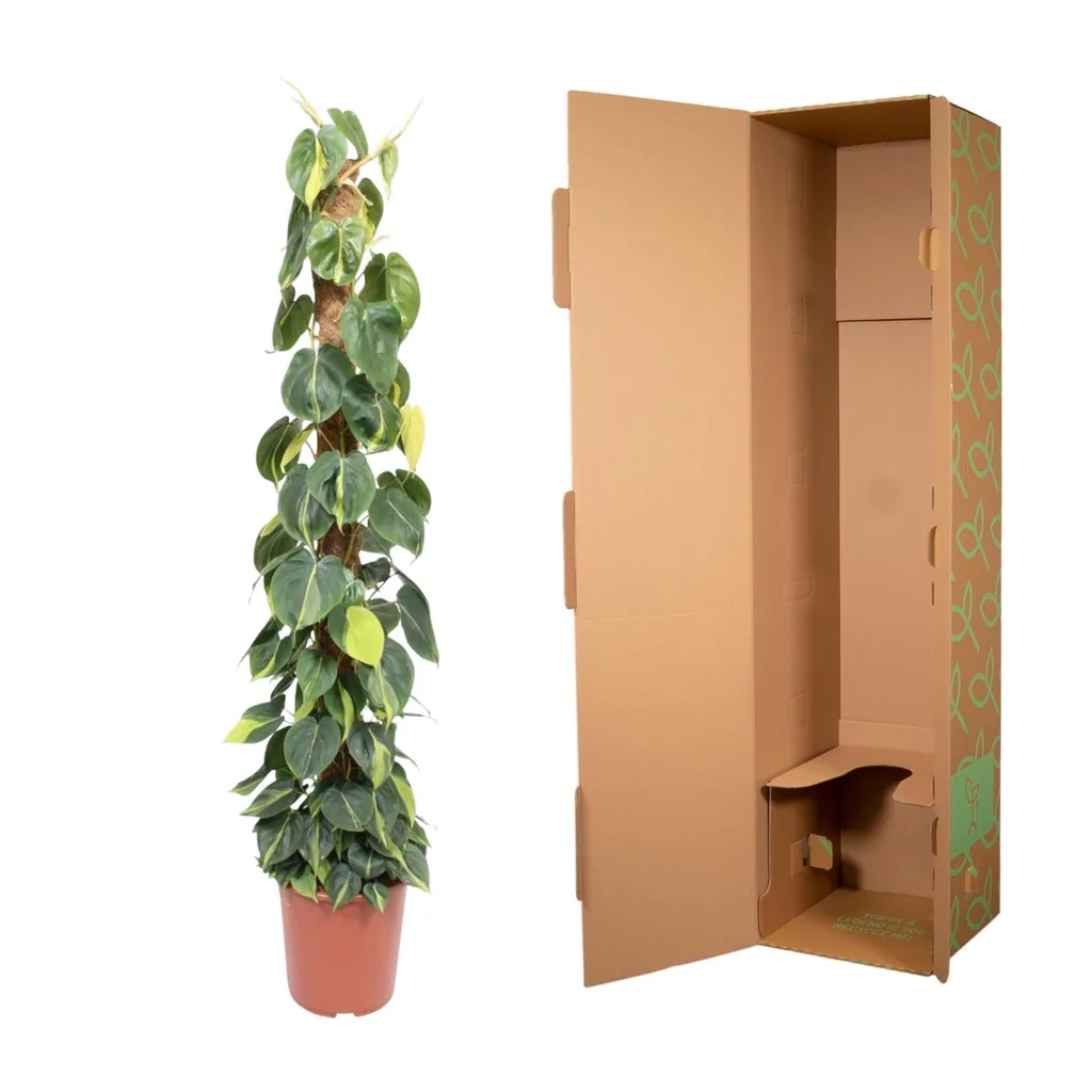 Kletter-Philodendron 'Brasil' (Philodendron scandens) – pflegeleichte Zimmerpflanze, am Moosstab, Topf-Ø 27 cm, Höhe ca. 150 cm