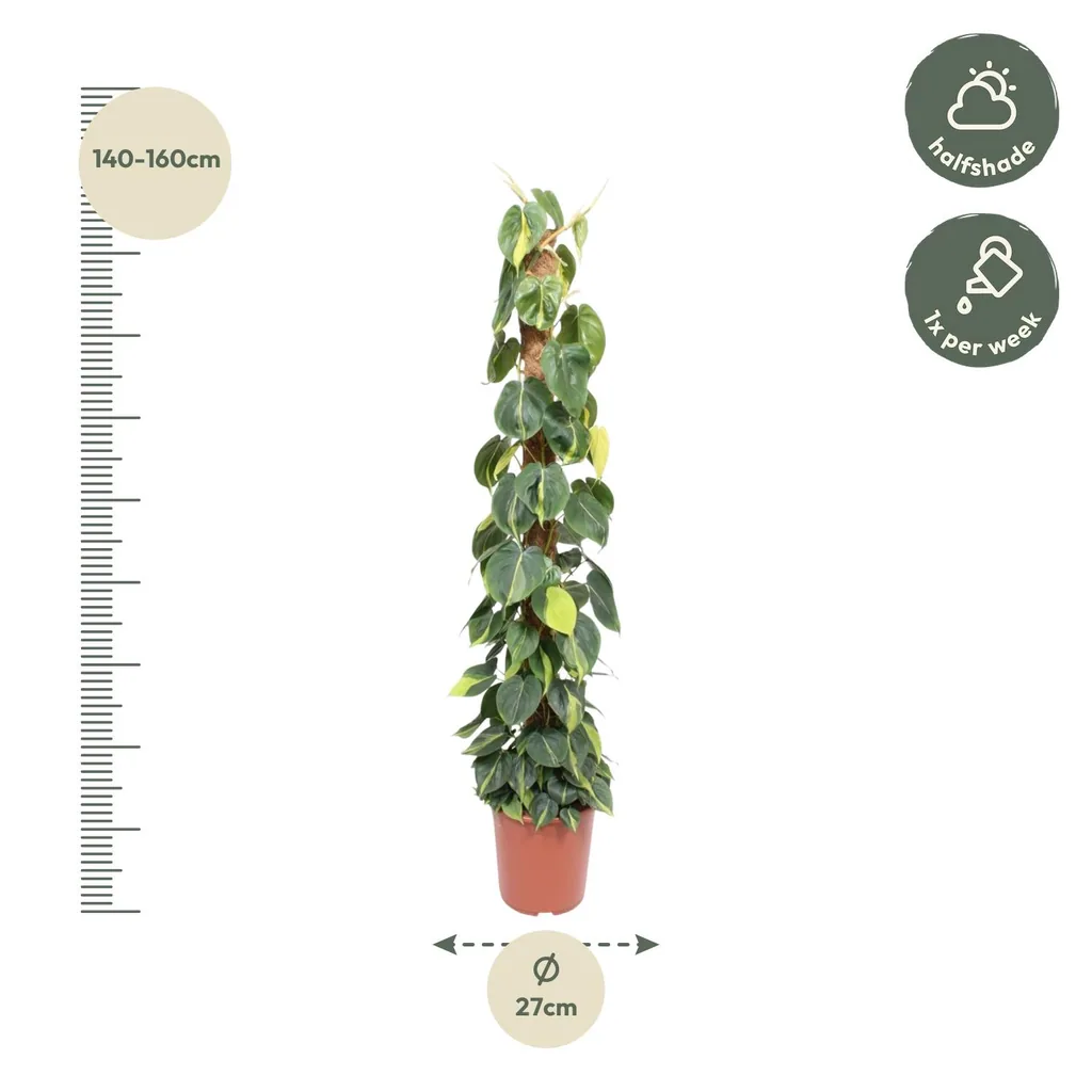 Kletter-Philodendron 'Brasil' (Philodendron scandens) – pflegeleichte Zimmerpflanze, am Moosstab, Topf-Ø 27 cm, Höhe ca. 150 cm