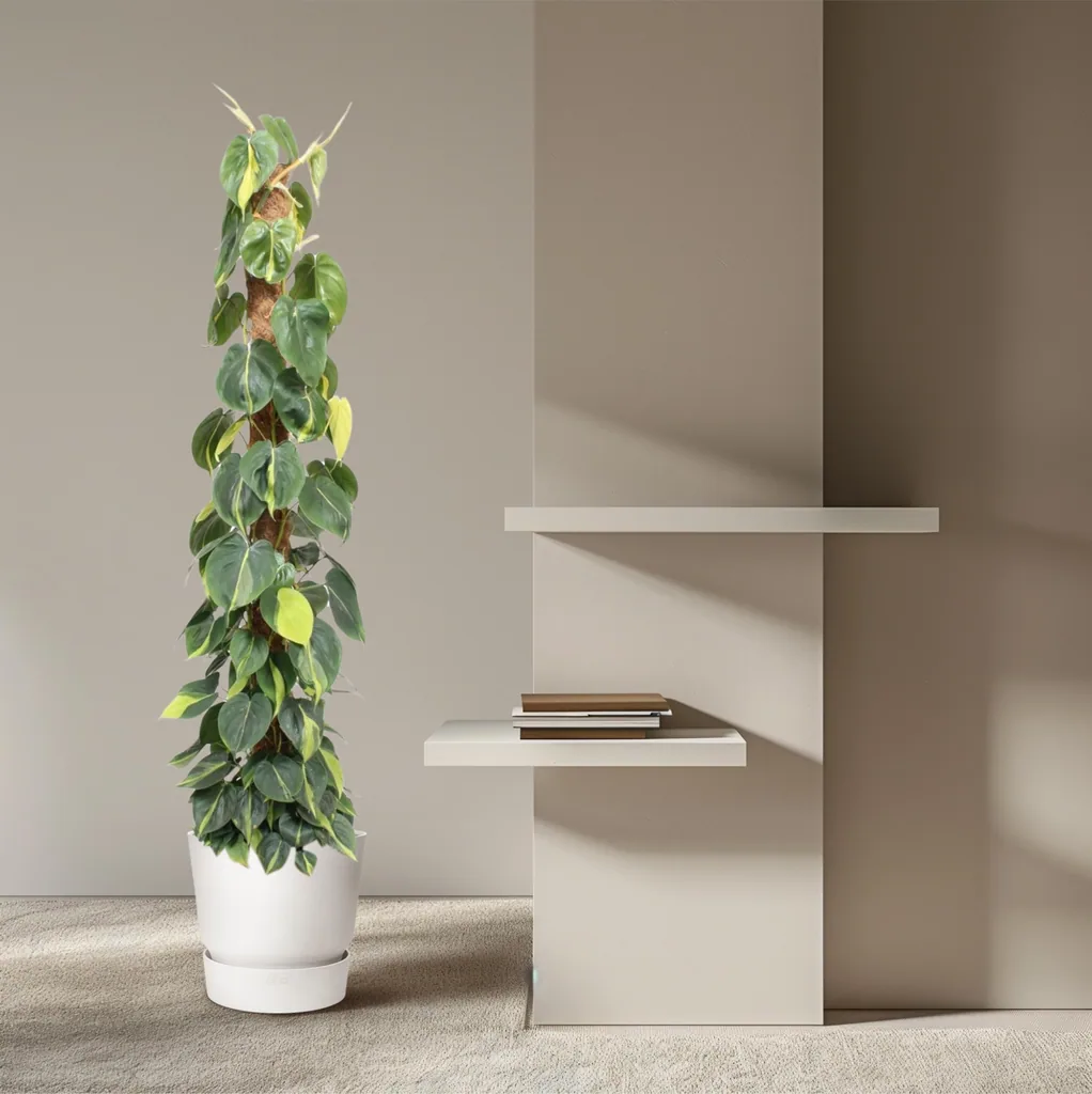 Kletter-Philodendron 'Brasil' (Philodendron scandens) – pflegeleichte Zimmerpflanze, am Moosstab, Topf-Ø 27 cm, Höhe ca. 150 cm