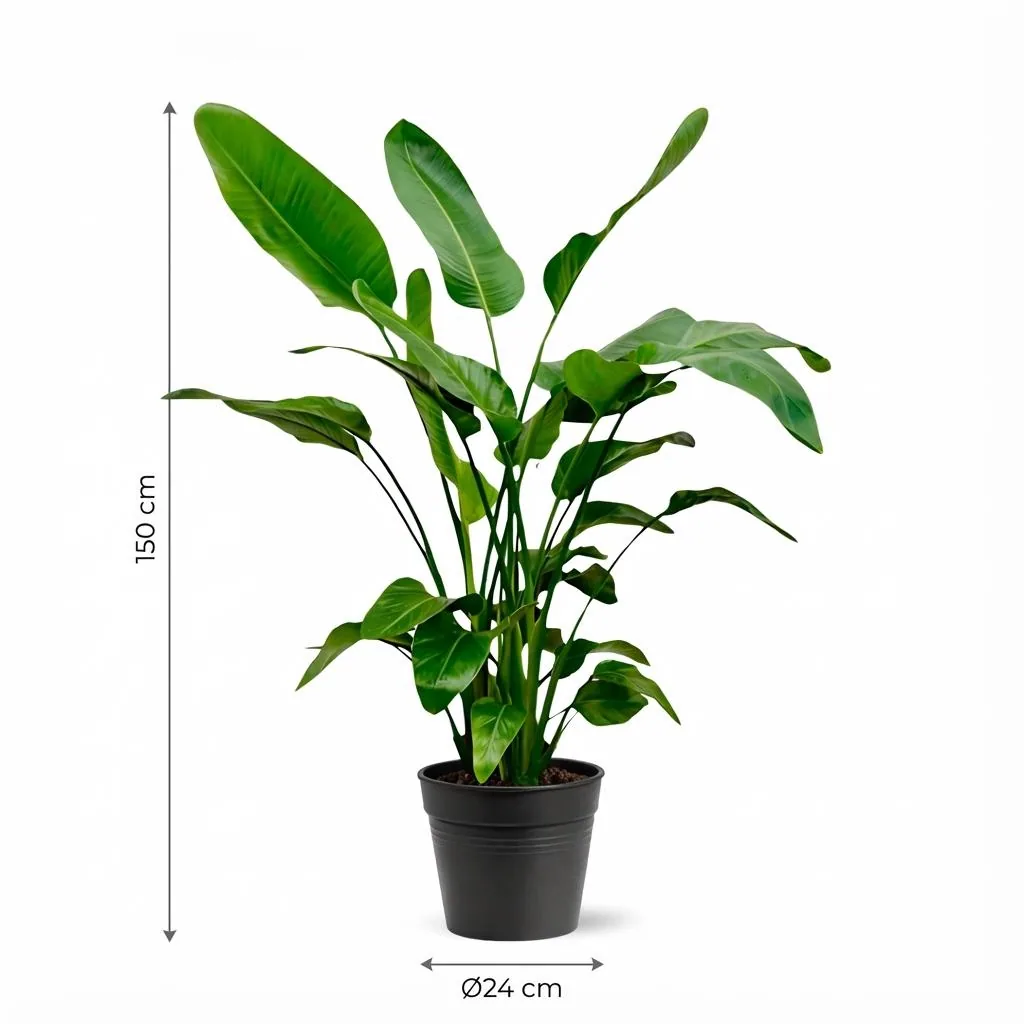 Baumstrelitzie 'Nicolai' (Strelitzia nicolai) – pflegeleichte Zimmerpflanze, Höhe ca. 150 cm