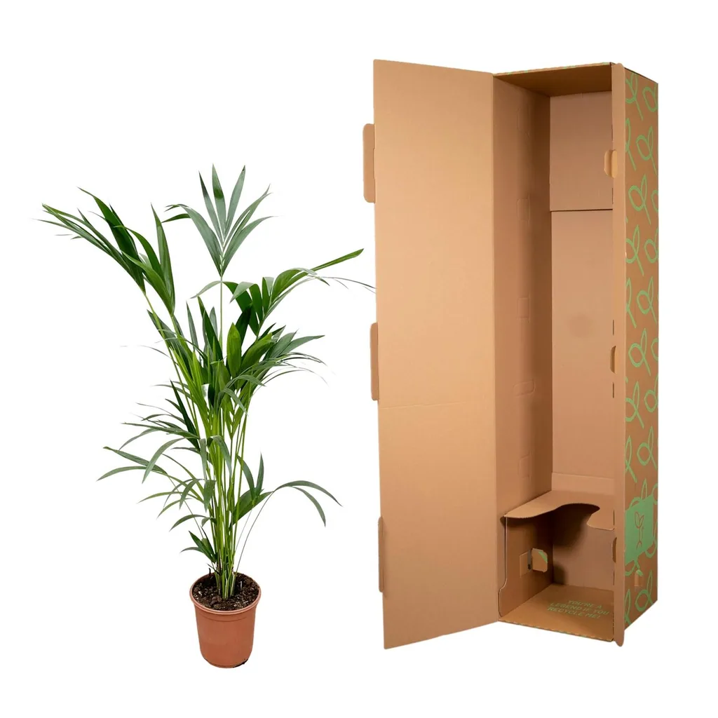 Kentiapalme (Howea forsteriana) – pflegeleichte Zimmerpflanze, Topf-Ø 24 cm, Höhe ca. 150 cm