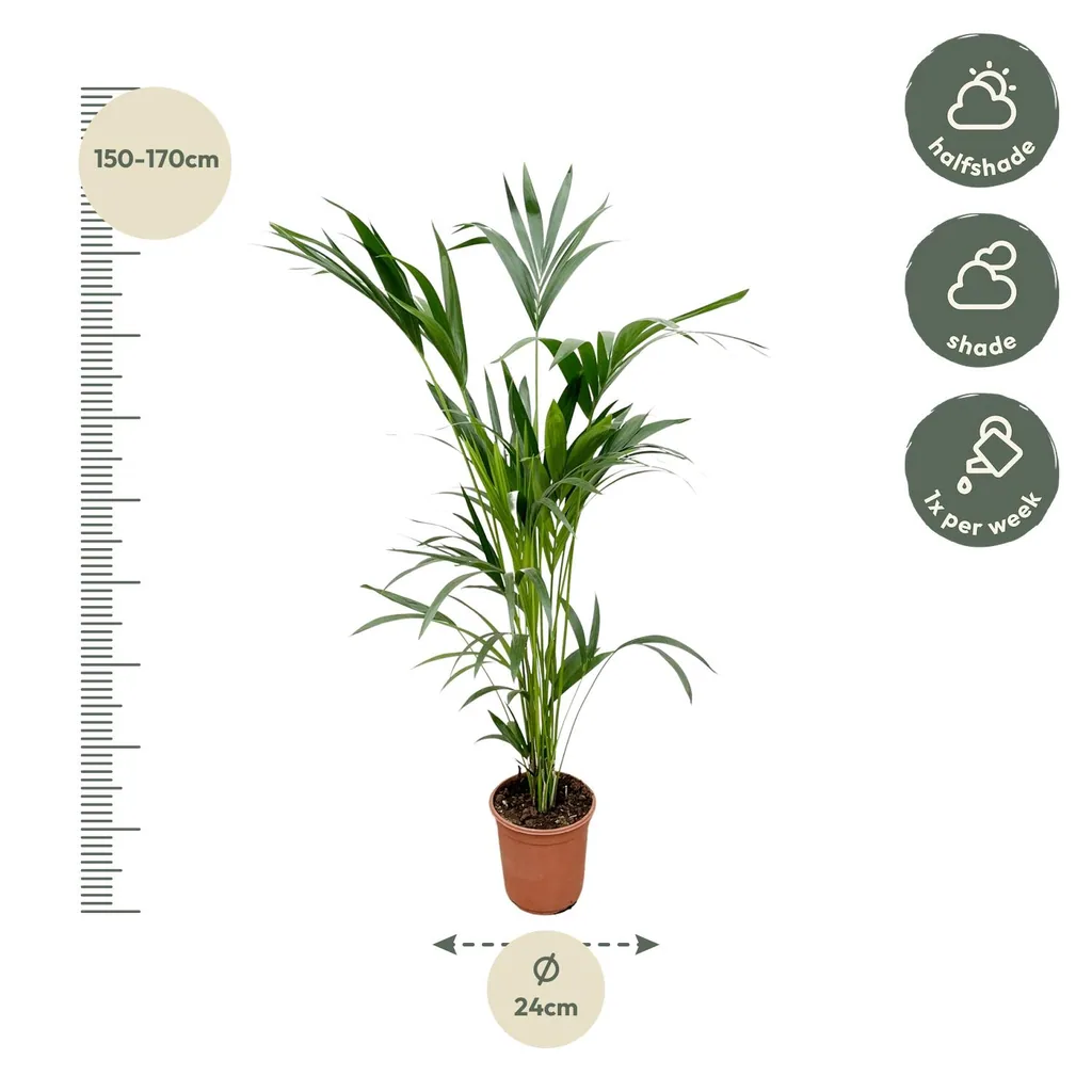 Kentiapalme (Howea forsteriana) – pflegeleichte Zimmerpflanze, Topf-Ø 24 cm, Höhe ca. 150 cm