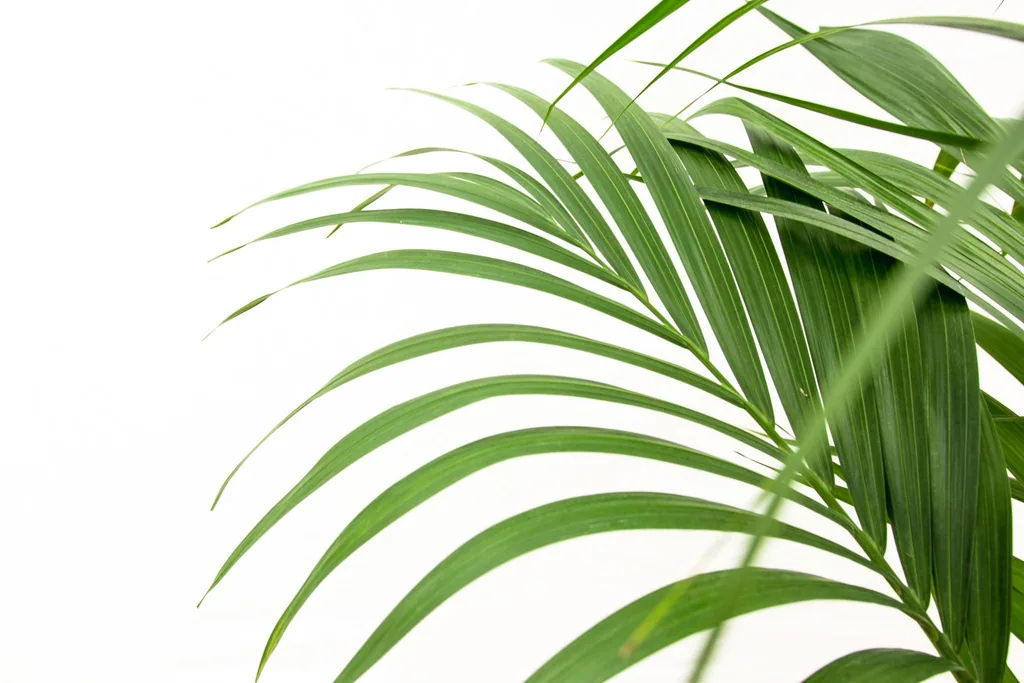 Kentiapalme (Howea forsteriana) – pflegeleichte Zimmerpflanze, Topf-Ø 24 cm, Höhe ca. 150 cm