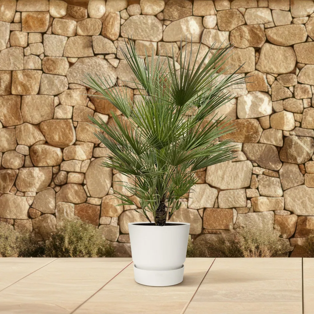 Zwergpalme (Chamaerops humilis) – pflegeleichte Zimmerpflanze, Höhe ca. 150 cm