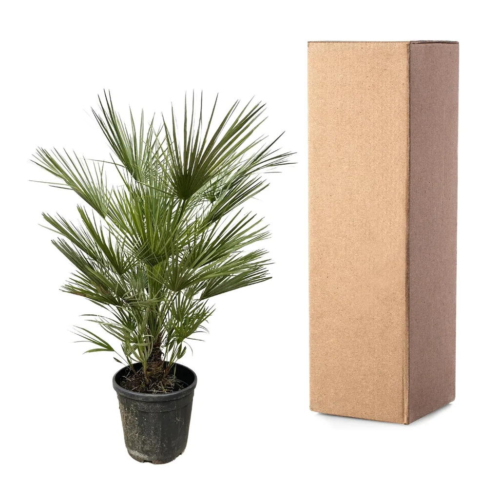 Zwergpalme (Chamaerops humilis) – pflegeleichte Zimmerpflanze, Höhe ca. 150 cm