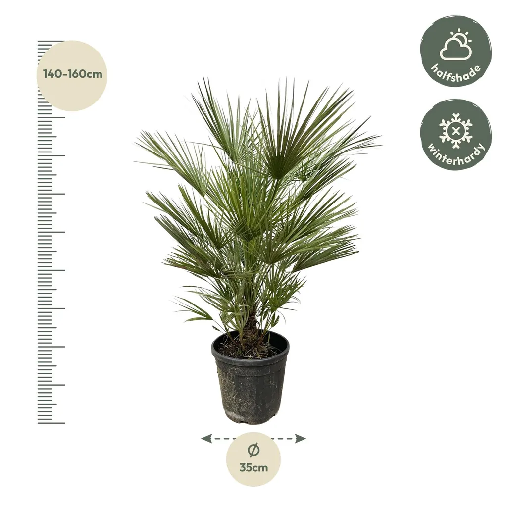 Zwergpalme (Chamaerops humilis) – pflegeleichte Zimmerpflanze, Höhe ca. 150 cm
