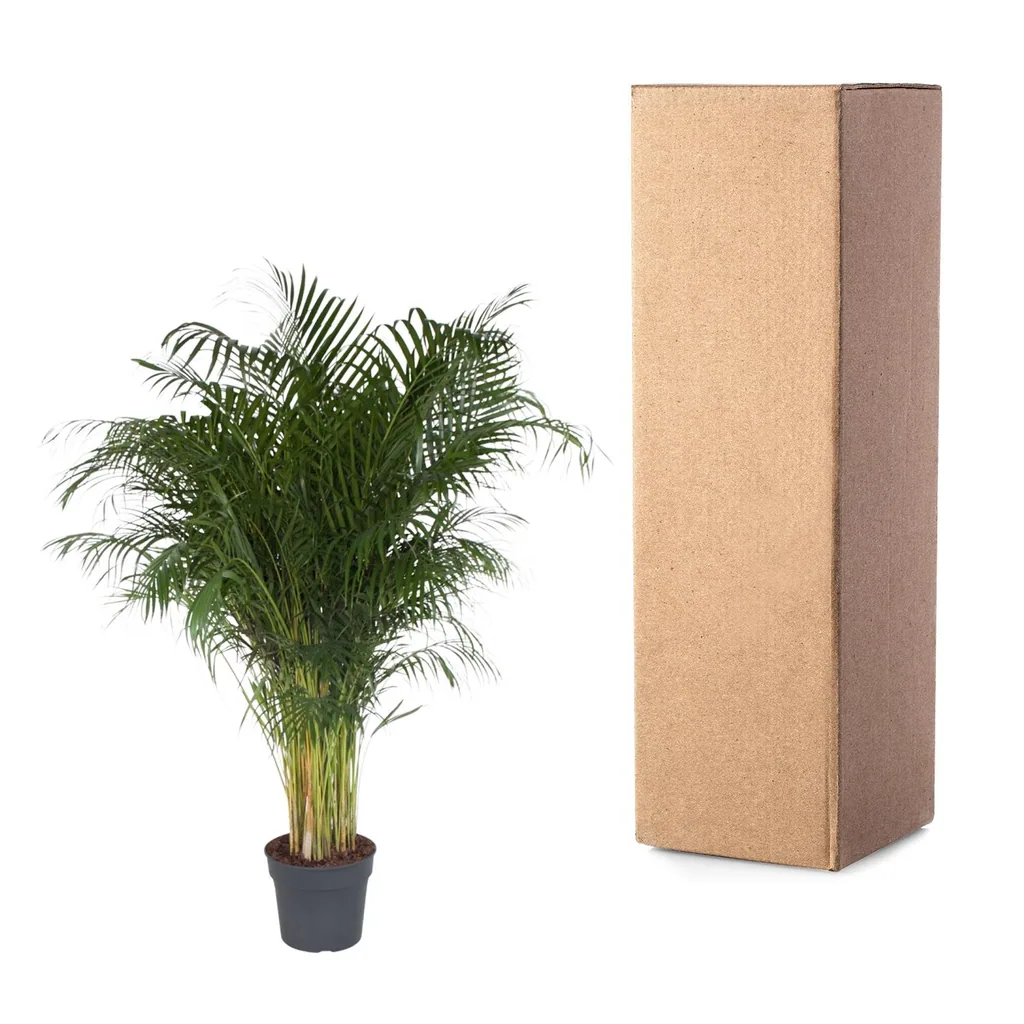 Goldfruchtpalme (Dypsis lutescens) – pflegeleichte Zimmerpflanze, Höhe ca. 200 cm