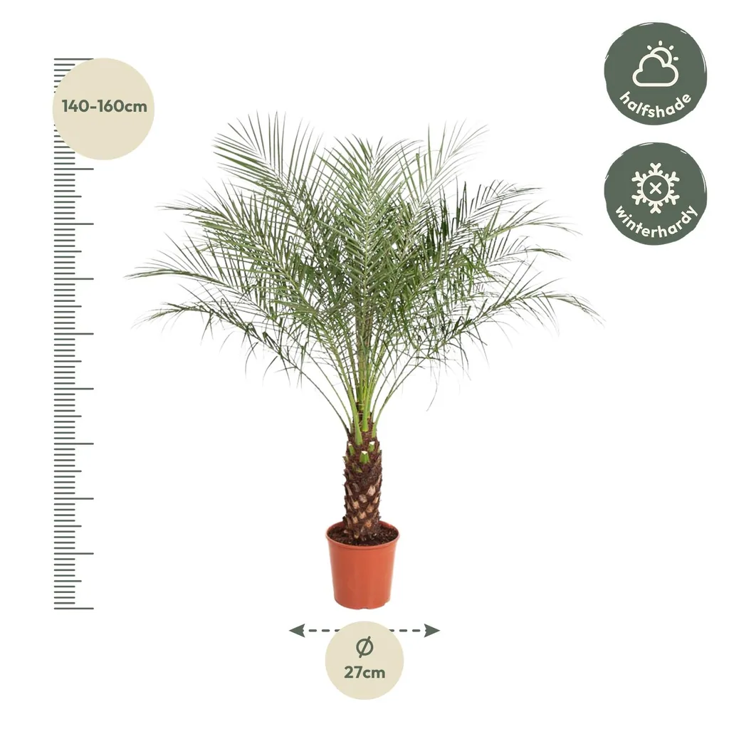 Zwerg-Dattelpalme (Phoenix roebelenii) – pflegeleichte Zimmerpflanze, Höhe ca. 150 cm