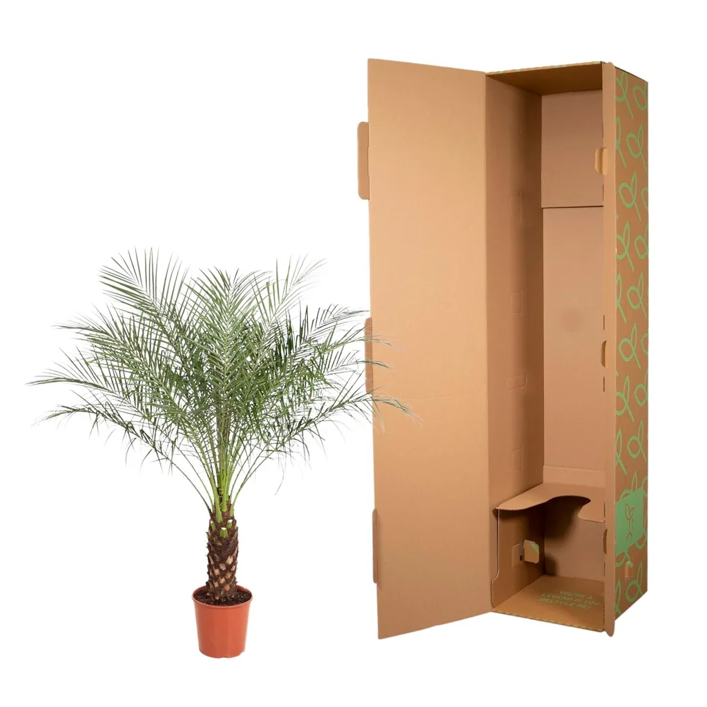 Zwerg-Dattelpalme (Phoenix roebelenii) – pflegeleichte Zimmerpflanze, Höhe ca. 150 cm