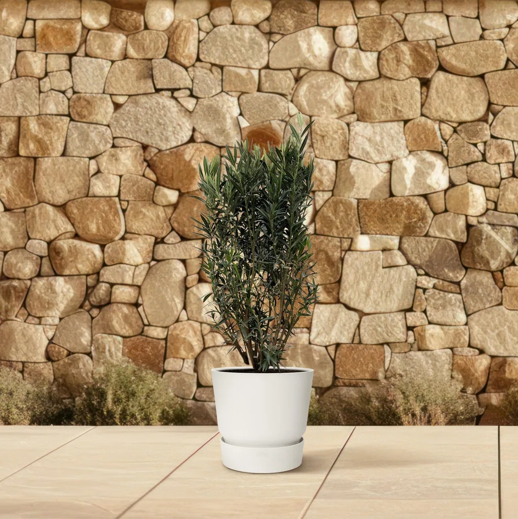 Oleander (Nerium oleander) – mediterrane Kübelpflanze, Höhe ca. 180 cm