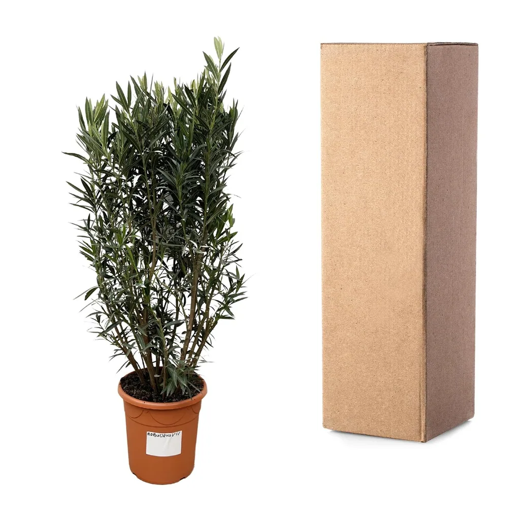 Oleander (Nerium oleander) – mediterrane Kübelpflanze, Höhe ca. 180 cm