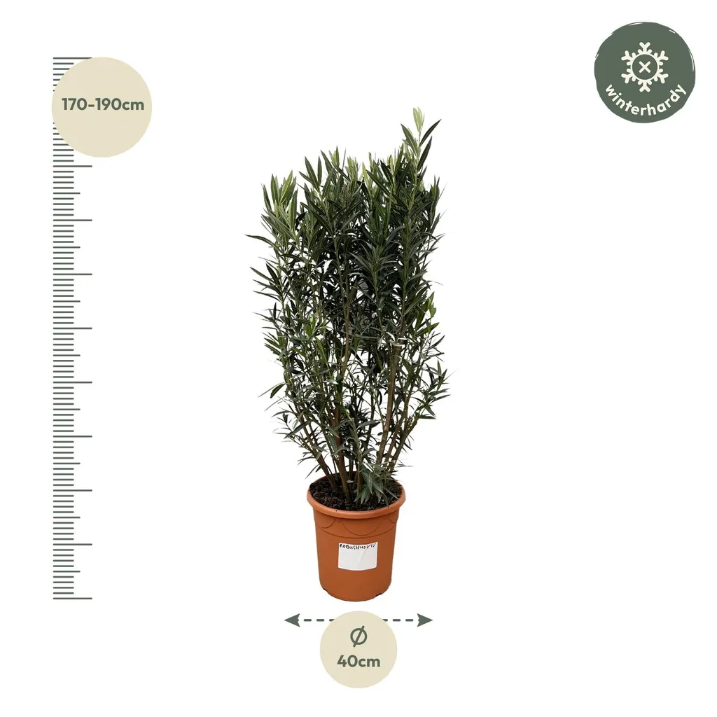 Oleander (Nerium oleander) – mediterrane Kübelpflanze, Höhe ca. 180 cm