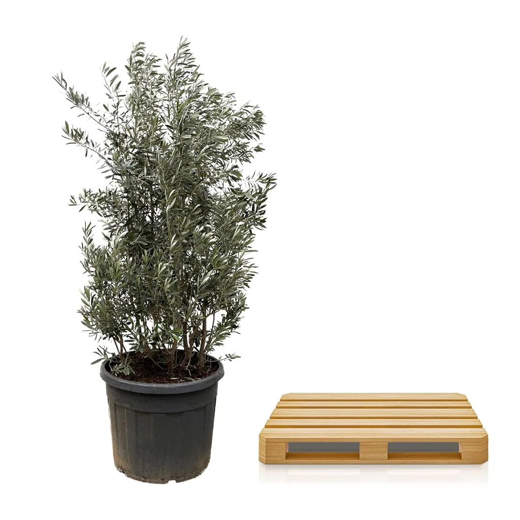 Olivenbaum (Olea europaea) – mediterraner Kübelbaum, Topf-Ø 55 cm