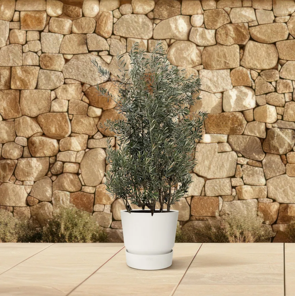 Olivenbaum (Olea europaea) – mediterraner Kübelbaum, Topf-Ø 55 cm