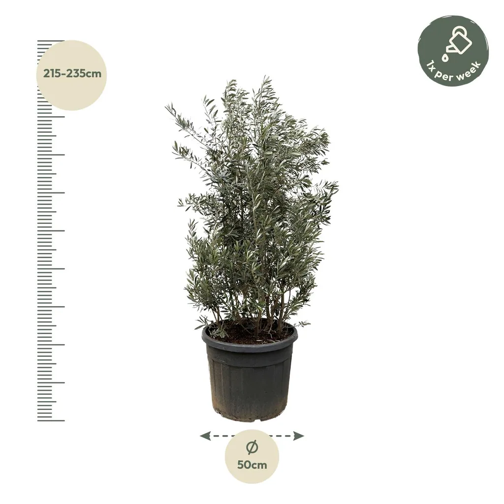 Olivenbaum (Olea europaea) – mediterraner Kübelbaum, Topf-Ø 55 cm