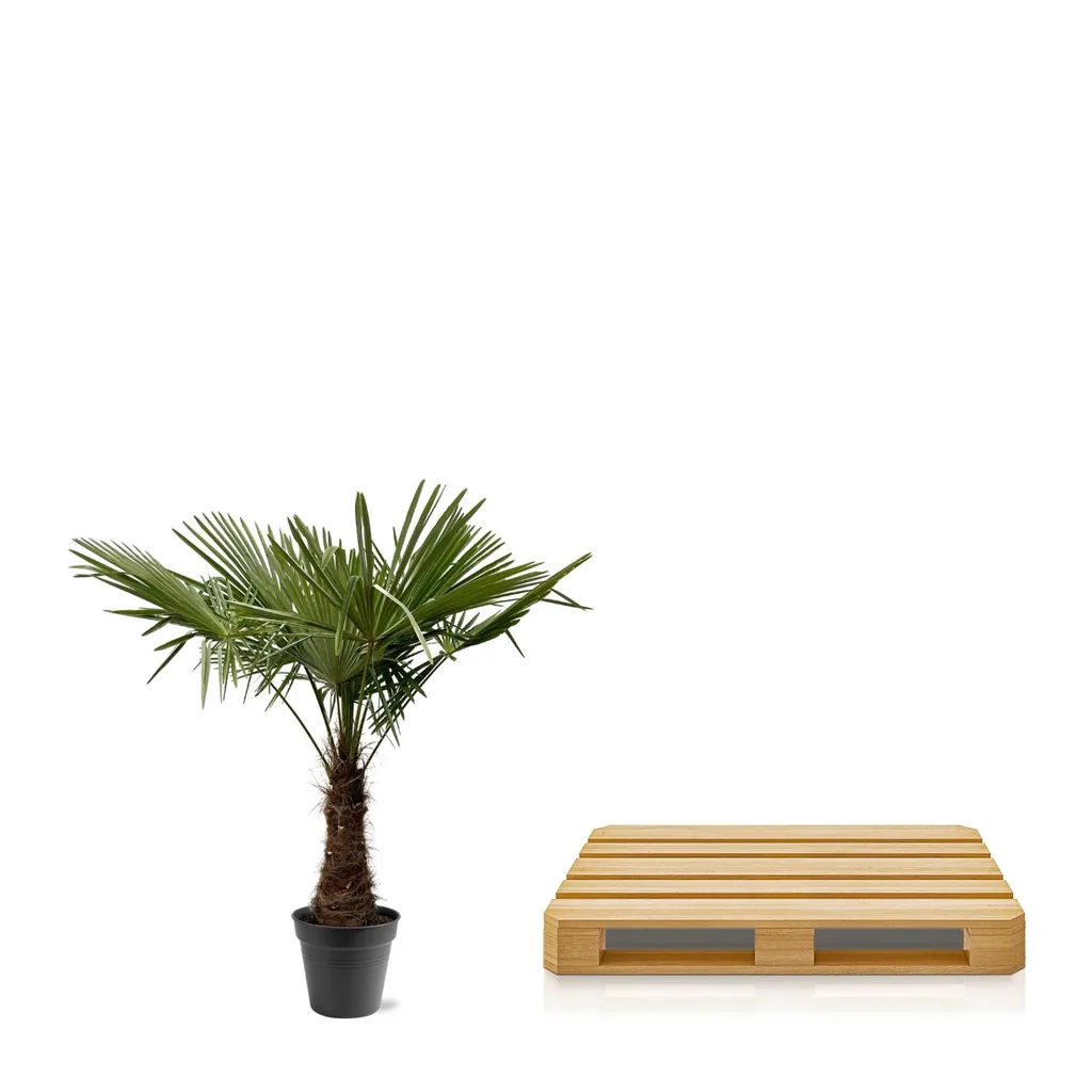Chinesische Hanfpalme (Trachycarpus fortunei) – bedingt winterharte Freilandpalme, Topf-Ø 40 cm, Höhe ca. 240 cm