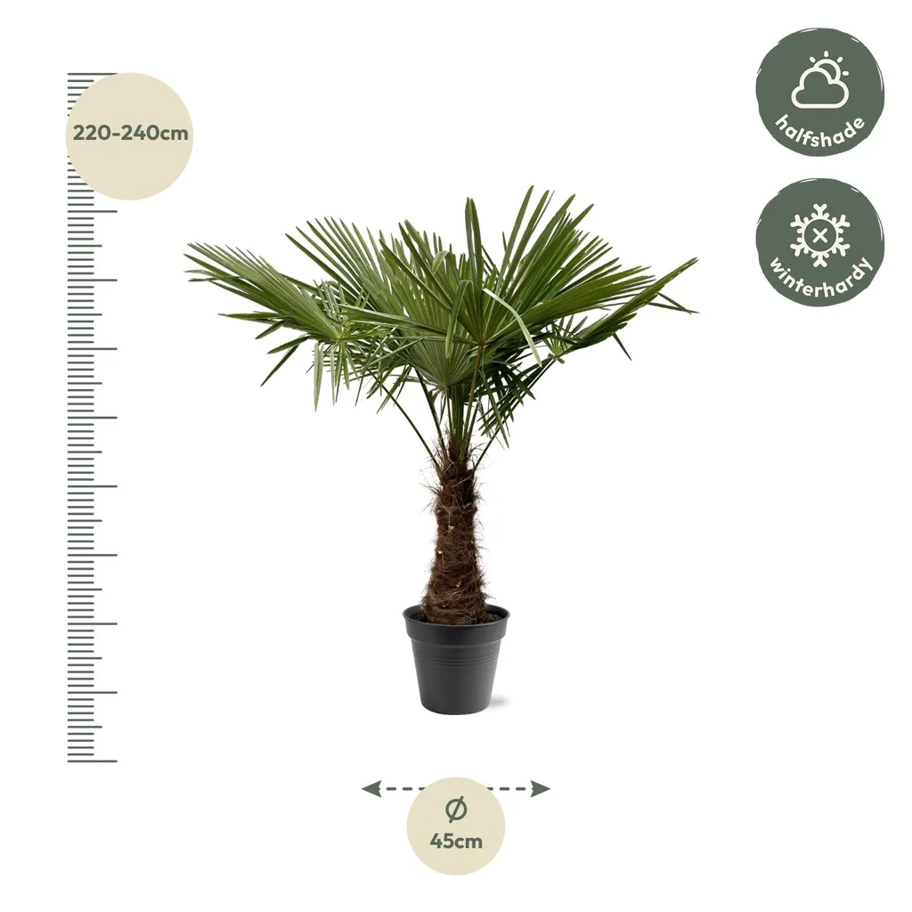 Chinesische Hanfpalme (Trachycarpus fortunei) – bedingt winterharte Freilandpalme, Topf-Ø 40 cm, Höhe ca. 240 cm