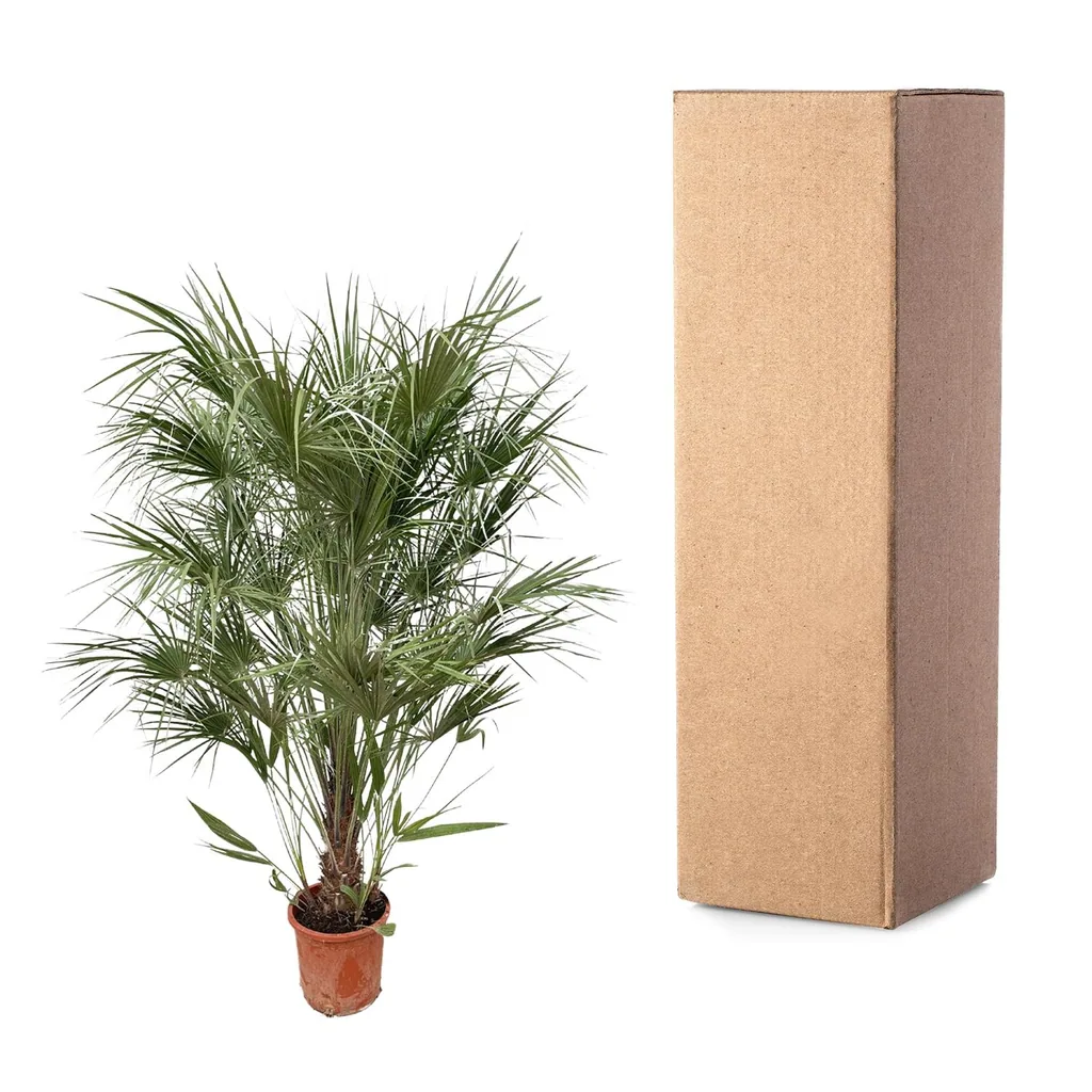 Zwergpalme (Chamaerops humilis) – bedingt winterharte Kübelpalme, Topf-Ø 30 cm, Höhe ca. 170 cm
