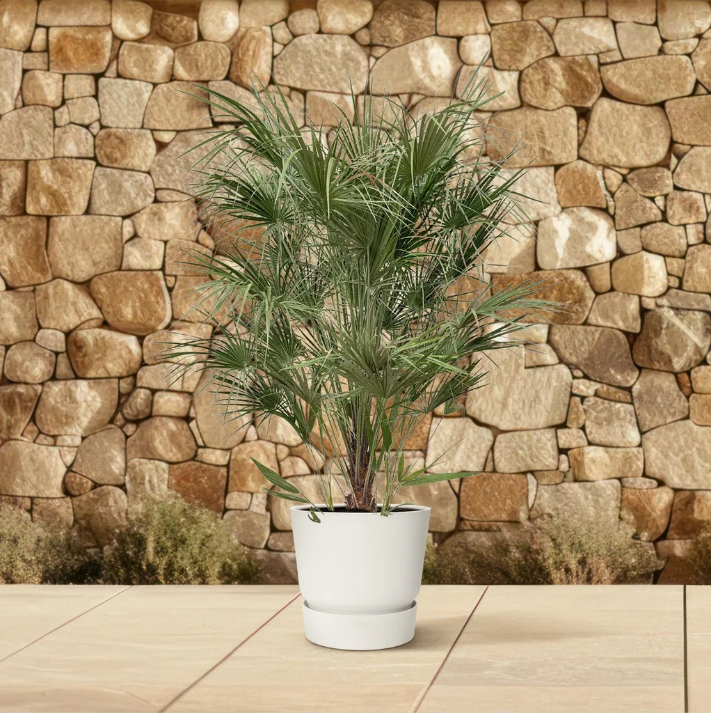 Zwergpalme (Chamaerops humilis) – bedingt winterharte Kübelpalme, Topf-Ø 30 cm, Höhe ca. 170 cm
