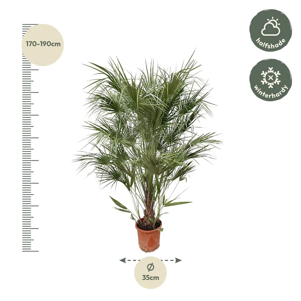 Zwergpalme (Chamaerops humilis) – bedingt winterharte Kübelpalme, Topf-Ø 30 cm, Höhe ca. 170 cm