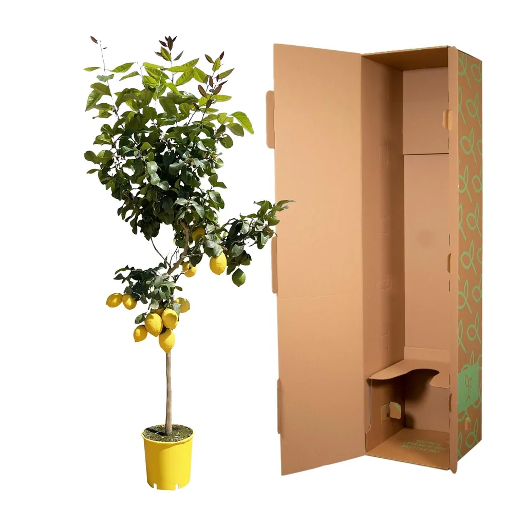 Zitronenbaum (Citrus limon) – Zitrusgehölz, Topf-Ø 30 cm, Höhe ca. 150 cm