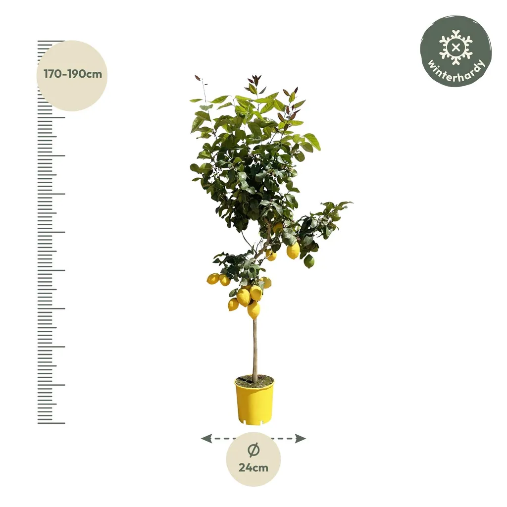 Zitronenbaum (Citrus limon) – Zitrusgehölz, Topf-Ø 30 cm, Höhe ca. 150 cm