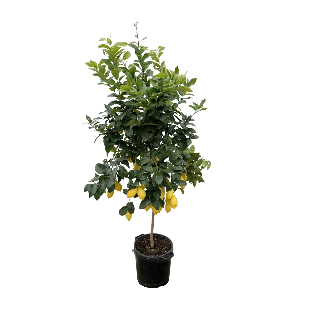 Zitronenbaum (Citrus limon) – Zitrusgehölz