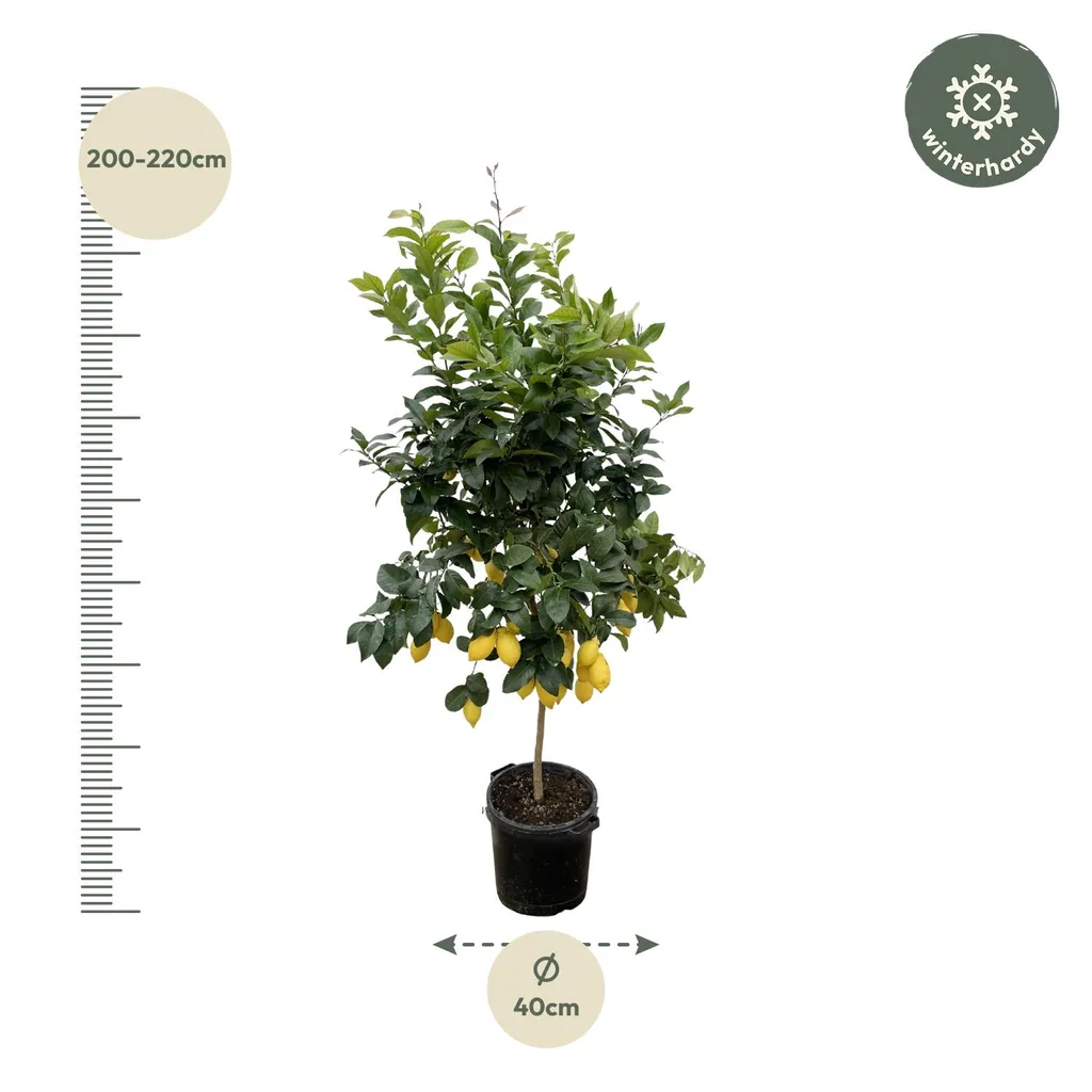 Zitronenbaum (Citrus limon) – Zitrusgehölz