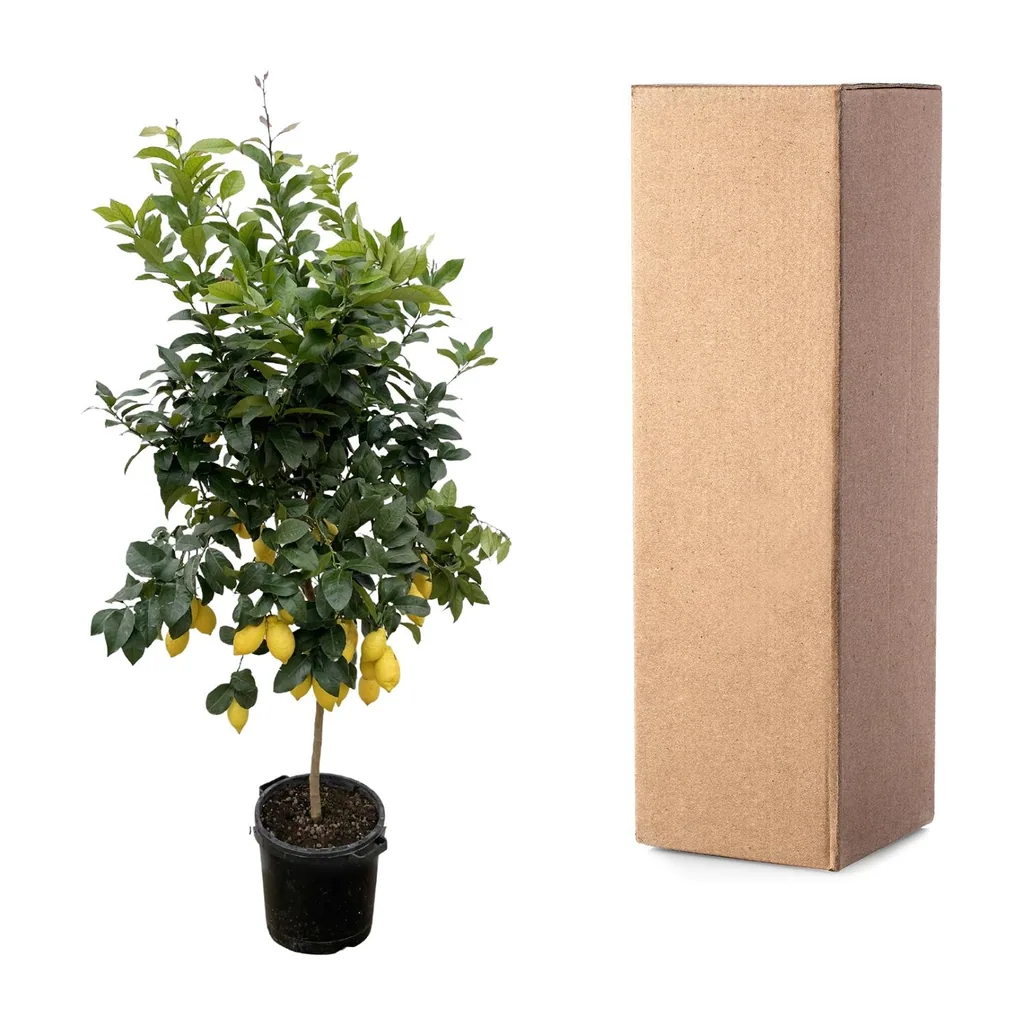 Zitronenbaum (Citrus limon) – Zitrusgehölz