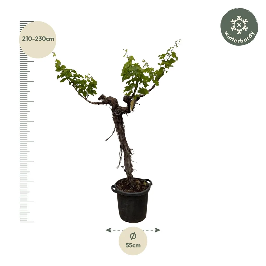 Weinrebe (Vitis vinifera) – winterharte Kletterpflanze, Topf-Ø 35 cm, Höhe ca. 200 cm