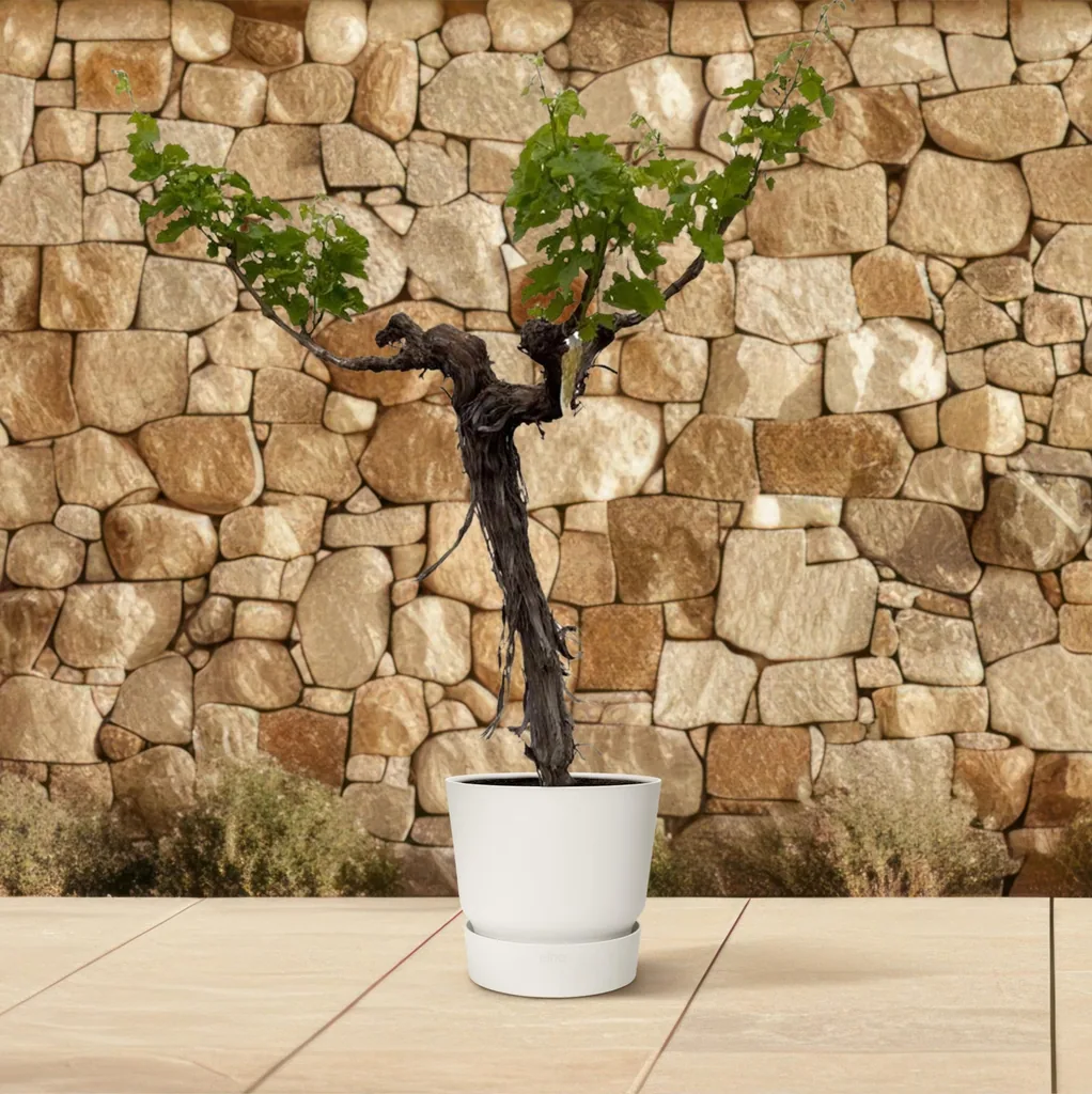 Weinrebe (Vitis vinifera) – winterharte Kletterpflanze, Topf-Ø 35 cm, Höhe ca. 200 cm