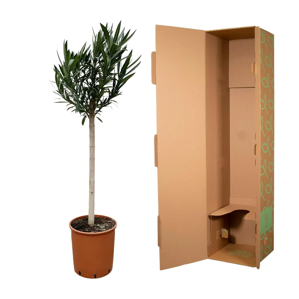 Oleander (Nerium oleander) – immergrüner Blütenstrauch, Höhe ca. 150 cm
