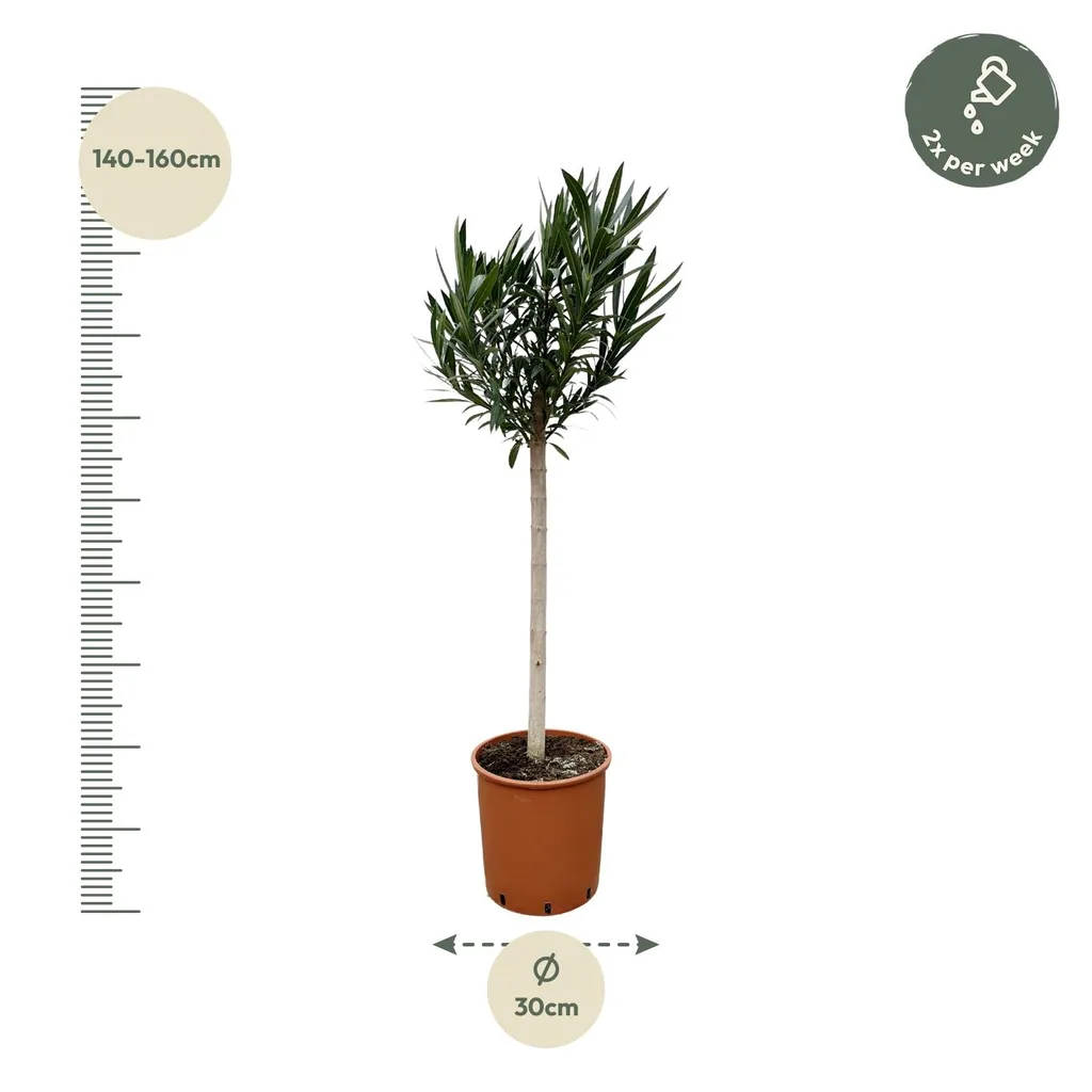 Oleander (Nerium oleander) – immergrüner Blütenstrauch, Höhe ca. 150 cm