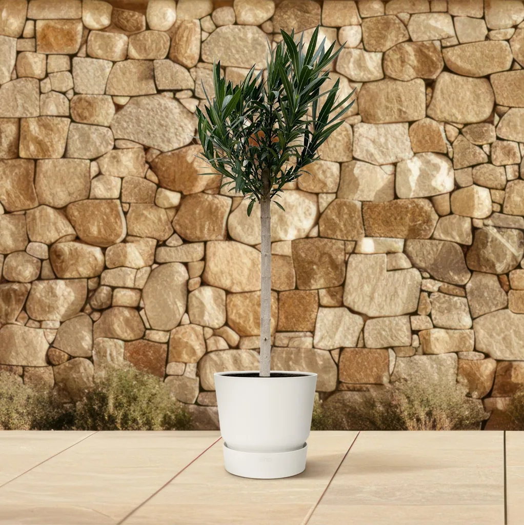 Oleander (Nerium oleander) – immergrüner Blütenstrauch, Höhe ca. 150 cm