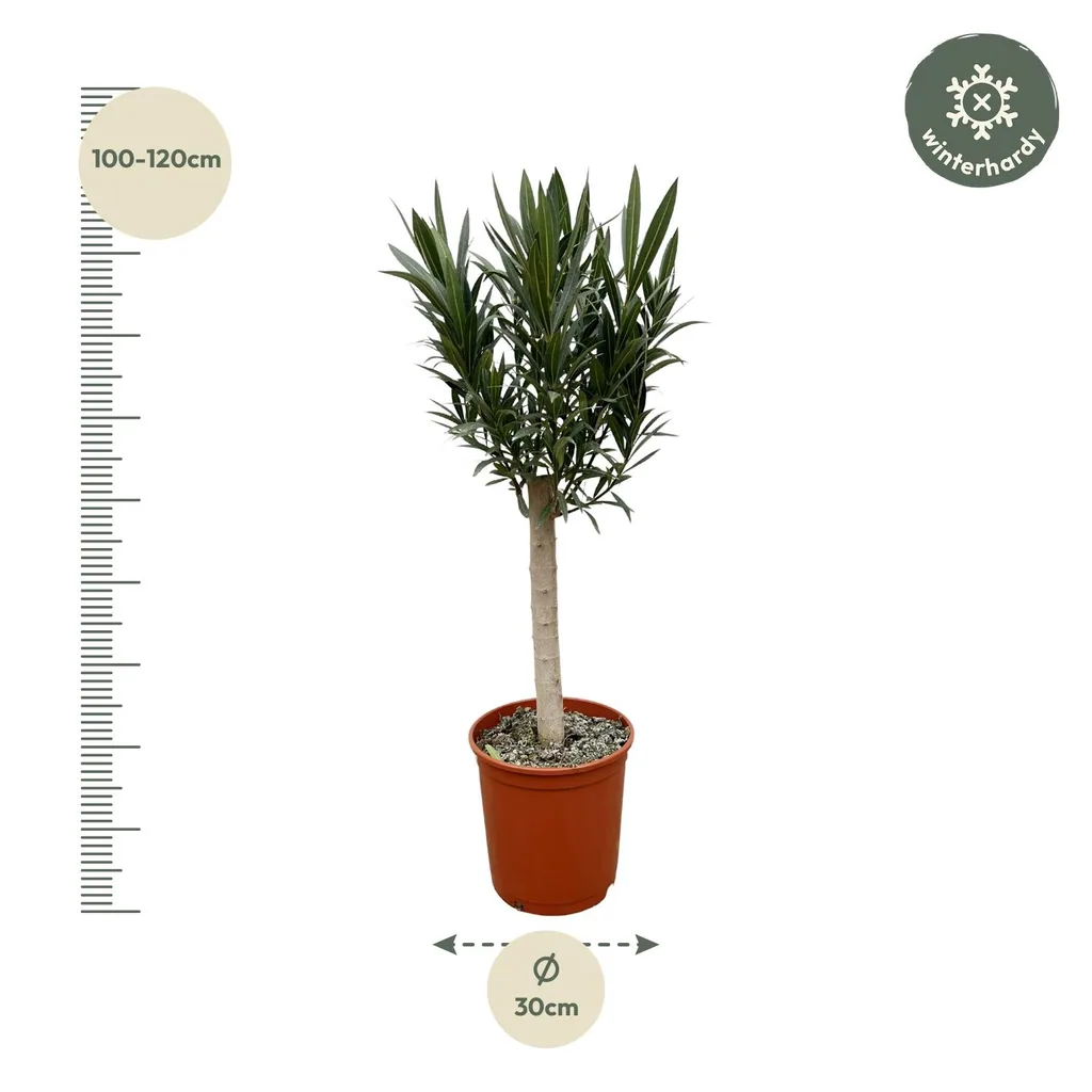 Oleander (Nerium oleander) – mediterrane Kübelpflanze, Höhe ca. 110 cm