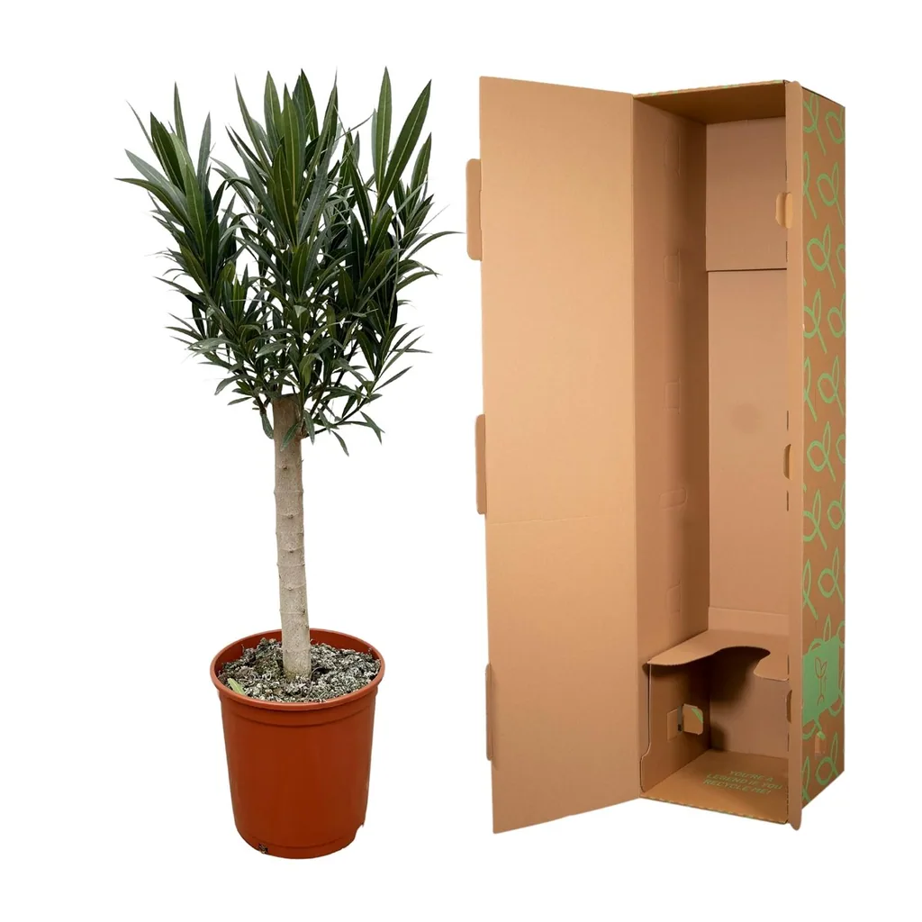 Oleander (Nerium oleander) – mediterrane Kübelpflanze, Höhe ca. 110 cm