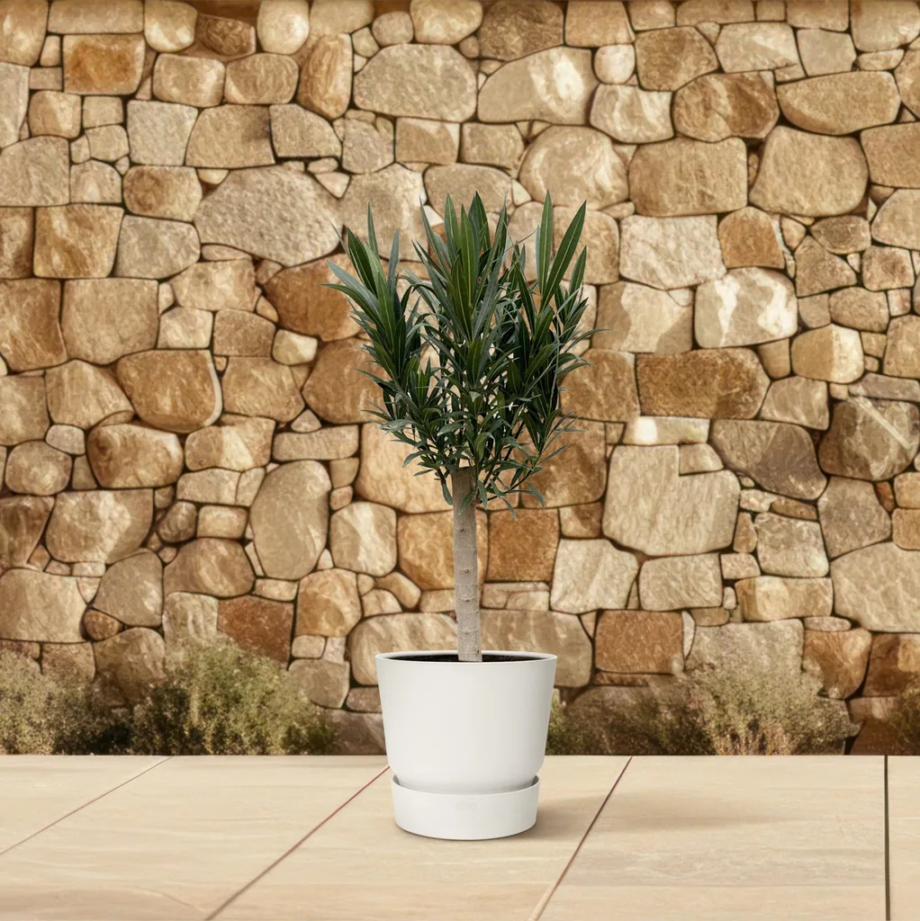 Oleander (Nerium oleander) – mediterrane Kübelpflanze, Höhe ca. 110 cm